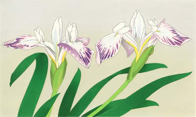 Rabbit-ear Iris, woodcut by Chinami NAKAJIMA