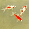 Japanese Goldfish paintings and prints