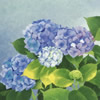 Japanese Hydrangea paintings and prints