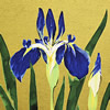 Japanese Iris paintings and prints