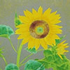 Japanese Sunflower paintings and prints