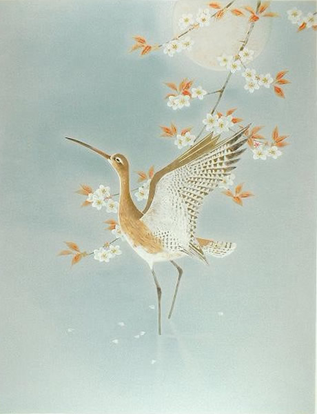 Japanese Sakura or Cherry Blossom paintings and prints by Atsushi UEMURA