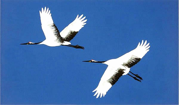 Japanese Crane paintings and prints by Katashi OYAMA