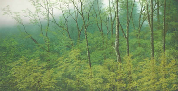 Japanese Forest paintings and prints by Nori SHIMIZU