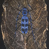 Japanese Bug paintings and prints