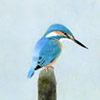 Japanese Kingfisher paintings and prints