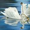 Japanese Swan paintings and prints